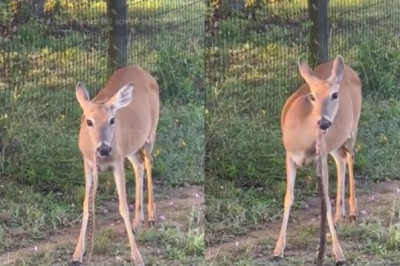 Viral Video : देखते-देखते  हिरण सांप को खा गया।